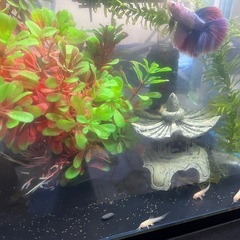 ゴリドラス 
 の画像