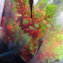 10匹300円 ミニブッシー プレコの画像