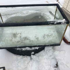 90センチ水槽　熱帯魚　魚　　アクアリウムの画像