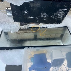 ワイド900 90センチ水槽アクアリウム　　熱帯魚　魚の画像