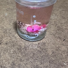 イルカ　キャンドル　ドルフィン　水族館　海　インテリア　置物の画像