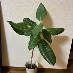 観葉植物🪴フィカス・アルティシマの画像