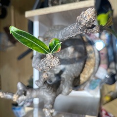 黒肌　特大　パキポディウム　グラキリス　ベアルート　塊根植物　観葉植物の画像