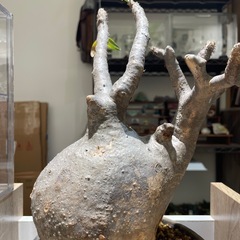 黒肌　特大　パキポディウム　グラキリス　ベアルート　塊根植物　観葉植物の画像