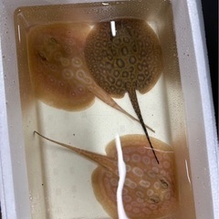 淡水エイ　　アルビノの画像