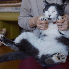 【熨斗目花色：のしめはないろ】大きな体のおっとり坊や・エイズキャリア