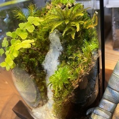 No.3  苔テラリウム 苔リウム テラリウム 苔の画像