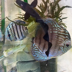 熱帯魚 ブラックゴーストの画像