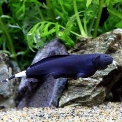熱帯魚 ブラックゴーストの画像