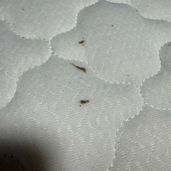 クイーンサイズ マットレス 高反発 の画像