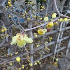 ロウバイの苗木 500円 その2の画像