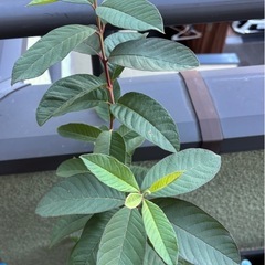 グァバ苗(実生苗)  ３年の画像