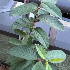 グァバ苗(実生苗)  ３年の画像