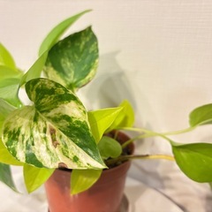 ポトス　鉢植えの画像