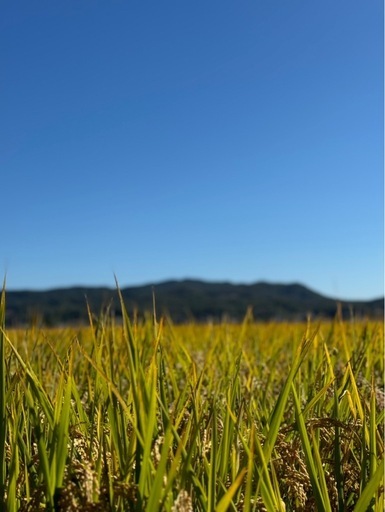 令和6年産　お米　玄米　15キロ