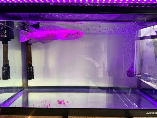 スネークヘッド各種 水槽 熱帯魚