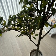 フェイクグリーン　人工観葉植物　購入時18000円　夜の引渡し可の画像