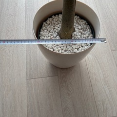 フェイクグリーン　人工観葉植物　購入時18000円　夜の引渡し可の画像