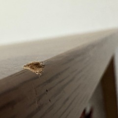 ニトリダイニングテーブルと机の画像