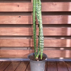 サンスベリアの画像