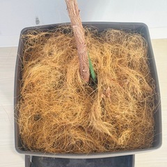 【0円】ゴムの木の画像