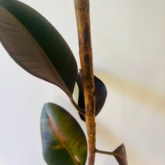 【0円】ゴムの木の画像