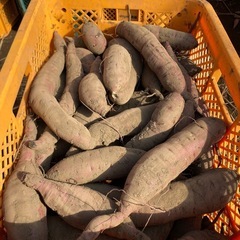 干し芋　切甲　紅はるか　完全天日干し の画像