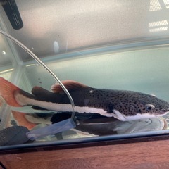 レッドテールキャットの画像