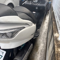 フォルツァの画像