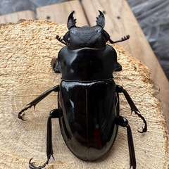 インターメディア メス単①の画像