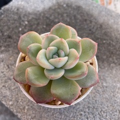 多肉植物　アマビレの画像