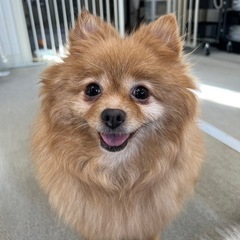 ぽてぽて歩くのがかわいい！人も犬も好きな女の子！