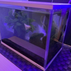 ベタ飼育一式の画像