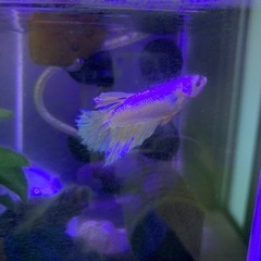 ベタ飼育一式の画像