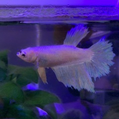 ベタ飼育一式の画像