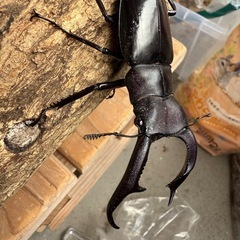 マンディブリス オス単②の画像