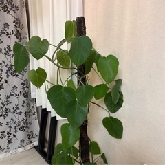 特大モンステラ130cmくらい支柱つきの画像