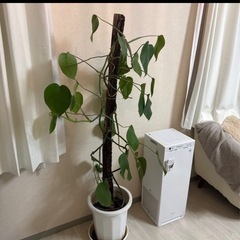 特大モンステラ130cmくらい支柱つきの画像