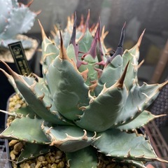 アガベ　ハイブリッド　妖炎×姫嚴龍の画像