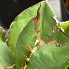 【残り5株】今年初出しはチタノタ窮奇の画像