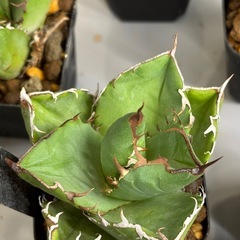 【残り5株】今年初出しはチタノタ窮奇の画像