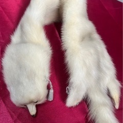 美品！a215 毛皮のマフラー3点まとめ売りの画像