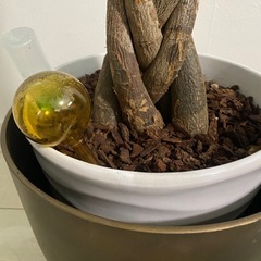 編み込みパキラ　100cm 鉢2個付きの画像