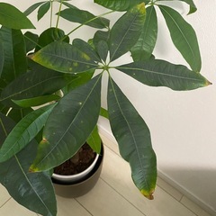 編み込みパキラ　100cm 鉢2個付きの画像