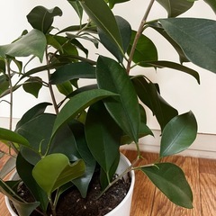 ガジュマルの木
の画像