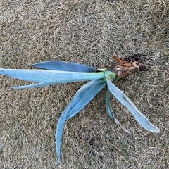 アガベ🌱の画像