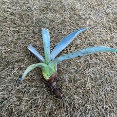 アガベ🌱の画像