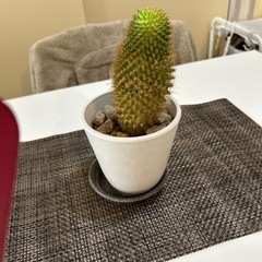 観葉植物の缽と吸水性缽(茶色)サボテンの画像