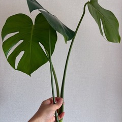 モンステラ　１の画像
