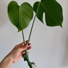 モンステラ　２の画像